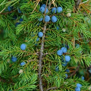 Можжевельник Можжевельник