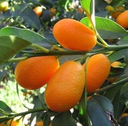 Кумкват Кумкват