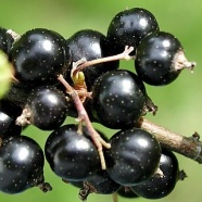 Черная смородина Черная смородина