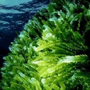 Морские водоросли Морские водоросли