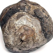 Серая амбра Серая амбра