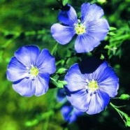 Лен Лен