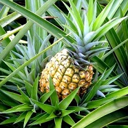Лист ананаса Лист ананаса