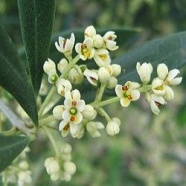 Цветок маслины Цветок маслины