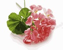 Розовая герань
